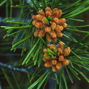 Pinus contorta