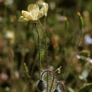Platystemon californius