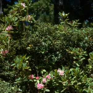 Rhododendron californicum