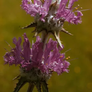 Salvia carduacea (Thistle Sage)