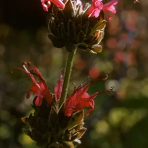 Salvia spathacea (California Humminbird Sage)