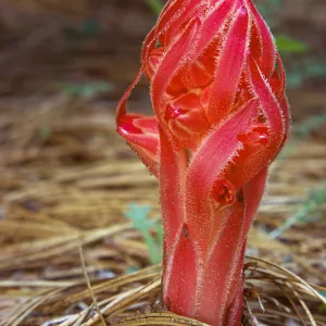 Sarcodes sanguinea, Snow Plant