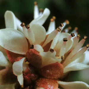 Saxifraga tolmiei