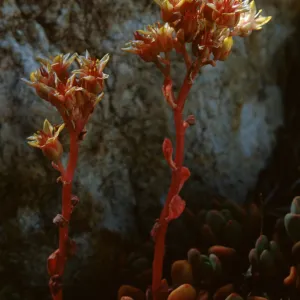 Sedum lanceolatum