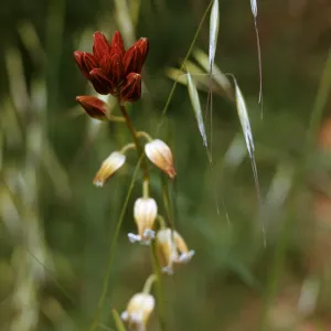 Streptanthus sp.