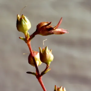 Collinsia callosa
