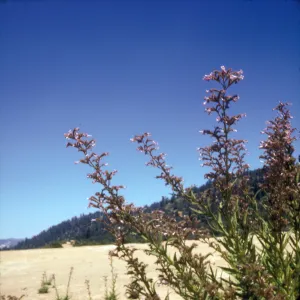 Turricula parryi