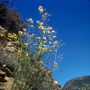 Senecio douglasii