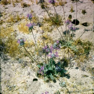 Salvia carduacea, Thistle sage