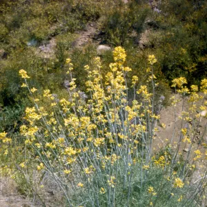 Dicentra chrysantha