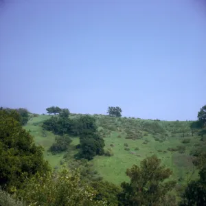 Tipton Ridge, Santa Barbara Botanic Garden