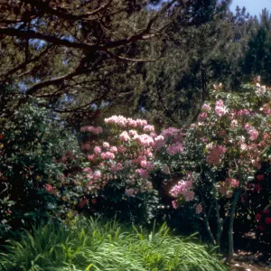 Rhododendron, Golden Gate Park