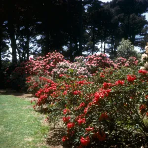 Rhododendron, Golden Gate Park