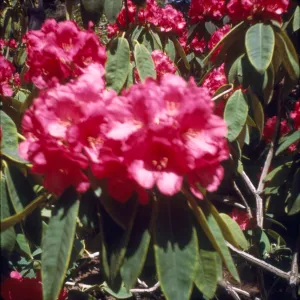 Rhododendron, Golden Gate Park