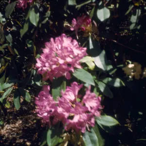 Rhododendron, Golden Gate Park