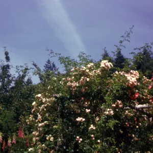 rose arbor in Rose Garden, Butchart Gardens