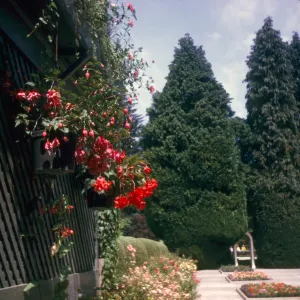 Begonias, Italian Garden, Butchart Gardens