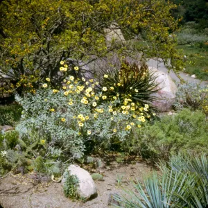 Encelia farinosa