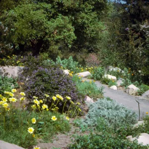 Coreopsis maritima
