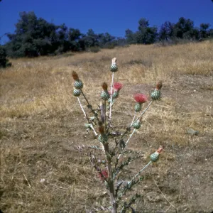 Cirsium proteanum