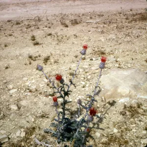 Cirsium proteanum