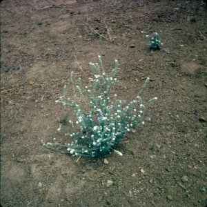 Cryptantha muricata
