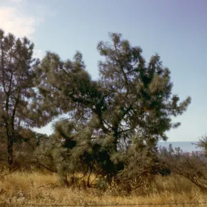 Pinus sabiniana