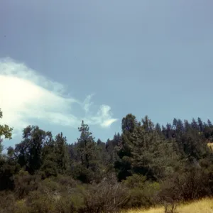Pinus ponderosa (yellow pine)