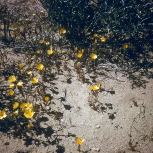 Mentzelia, on Mojave Desert Trip