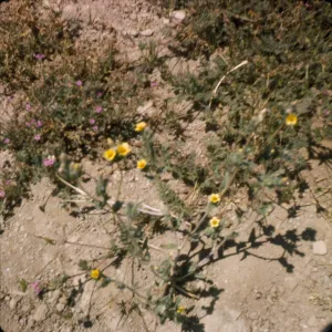 Mentzelia albicaulis