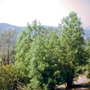Lyonothamnus, SBBG