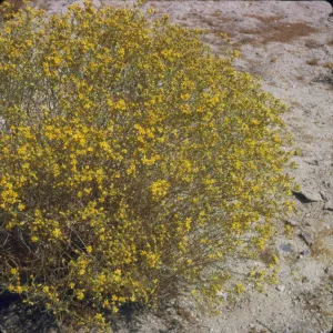 Gutierrezia californica