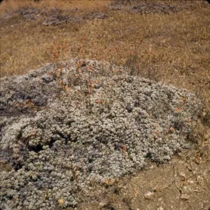 Eriogonum wrightii ssp