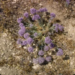 Eriastrum densifolium
