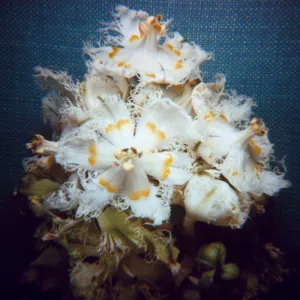 Veratrum fimbriatom