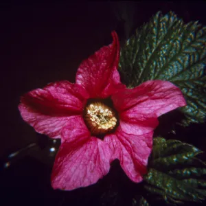 Rubus spectabilis