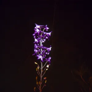 Delphiunium glaucum