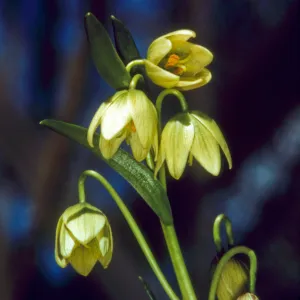 Fritillaria liliacea