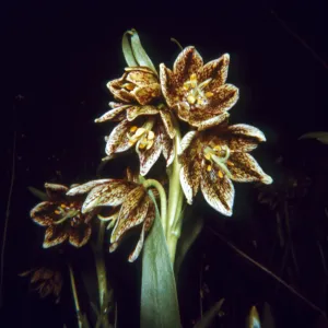 Fritillaria purdyi