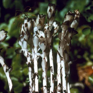 Monotropa uniflora (Indian Pipe)