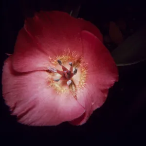Calochortus uniflorus