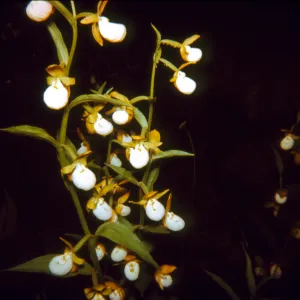 Cypripedium californicum