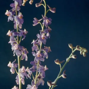 Delphinium parishii