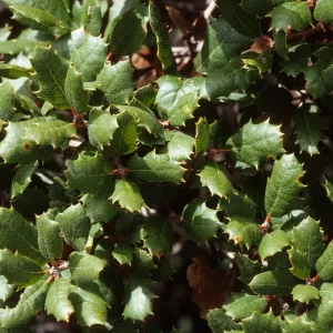 Quercus wislizeni var. frutescens