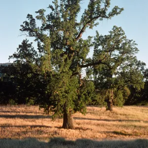Quercus lobata, Fort Hunter Liggett