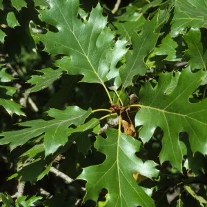 Quercus garryana