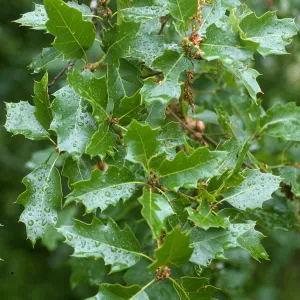 Quercus parvula x Q. kelloggii, Santa Barbara Co