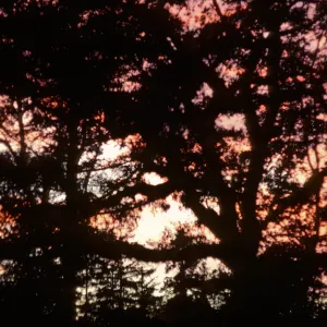 Quercus lobata