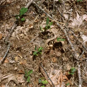 Quercus lobata seedlings, Fort Hunter-Liggett