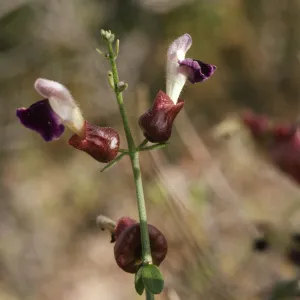 Salazaria mexicana